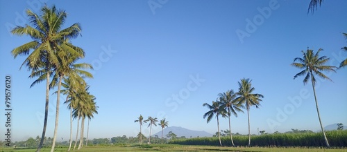 palm trees on a sky in widescreen