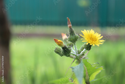 Flowering sow thistle (lat. Sonchus oleraceus) photo