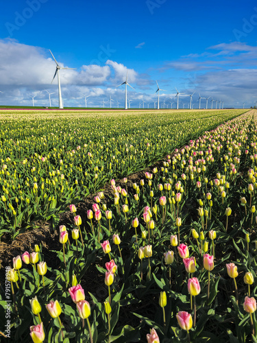 Colorful tulips sway in the wind as majestic windmills tower in the background, painting a serene picture of the Dutch countryside in spring photo