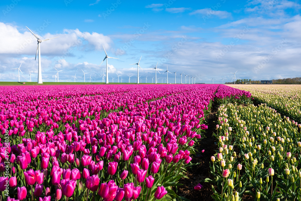 A vibrant field of purple tulips sways gracefully in the wind alongside traditional Dutch windmills during the spring season in the Netherlands