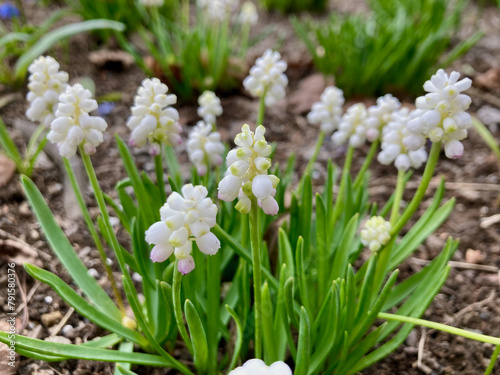 Beds of white muscari in full bloom