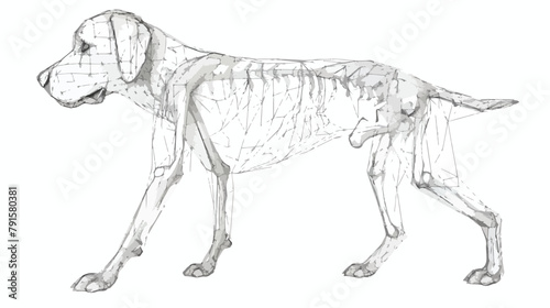 Anatomy Dog Bone object. Wireframe low poly mesh vect