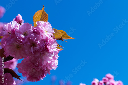 Japanese sakura inflorescence against a background of blue sky in the garden, Ukraine