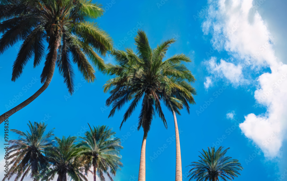 Palm Trees Under Blue Sky with White Clouds: Tranquil Tropical Scene Palm Trees Under Blue Sky with White Clouds: Tranquil Tropical Scene