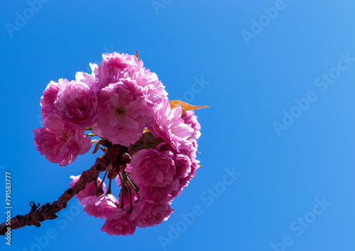 Japanese sakura inflorescence against a background of blue sky in the garden, Ukraine