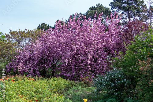 Japanese sakura tree blooming with pink flowers in the garden in spring, Ukraine