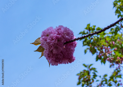 Japanese sakura inflorescence against a background of blue sky in the garden  Ukraine