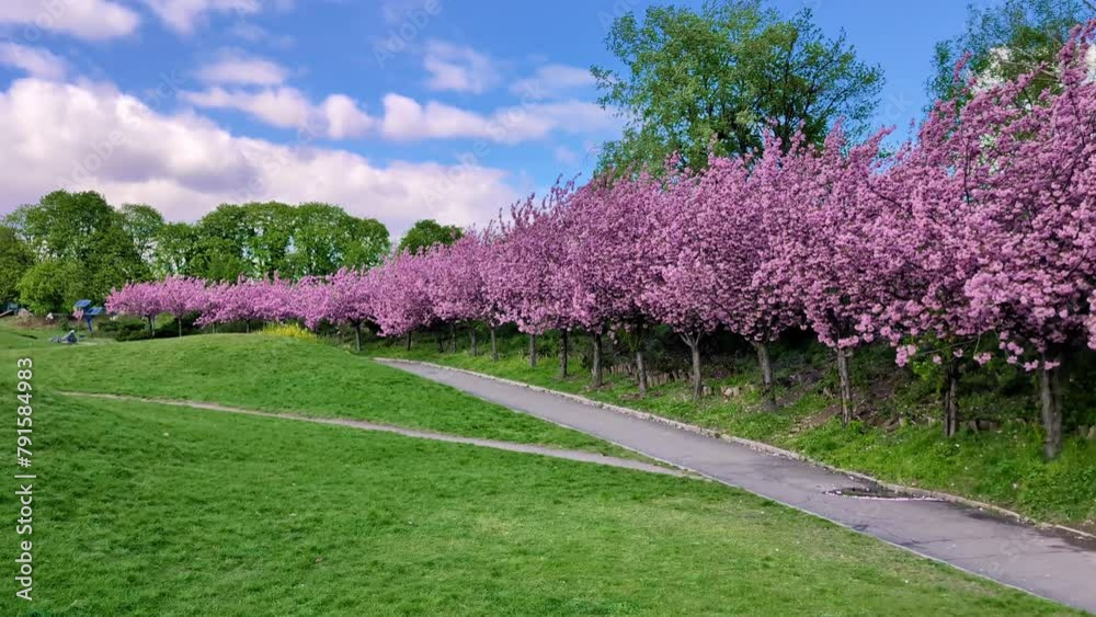 An alley of blossoming sakura trees in the park on a sunny spring afternoon An alley of blossoming sakura trees in the park on a sunny spring afternoon