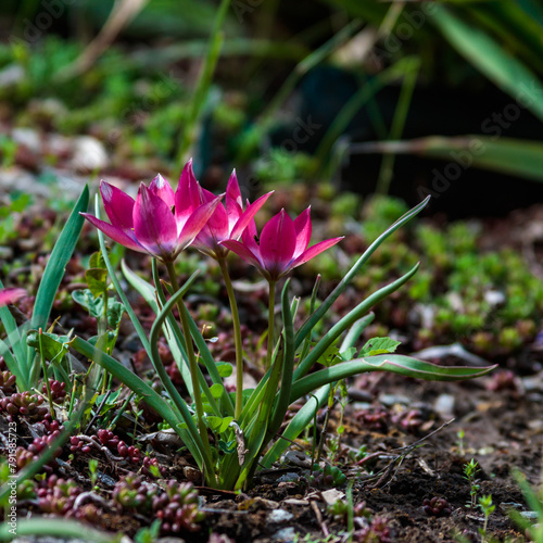 Red decorative tulips bloom in spring in the garden, Ukraine