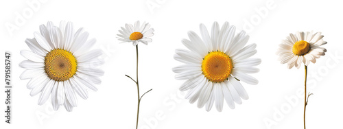 daisy flower collection isolated on a transparent cut-out background photo