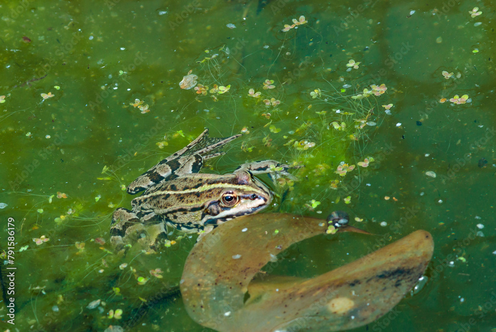 Fototapeta premium A lake frog (Pelophylax shqipericus) swims in a pond on the surface of the water in spring, Ukraine