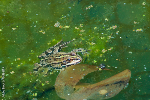 A lake frog (Pelophylax shqipericus) swims in a pond on the surface of the water in spring, Ukraine