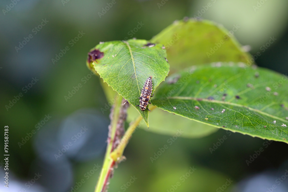 A ladybird larva feeding on an aphid colony on a young pear tree shoot in the garden in spring. A ladybird larva feeding on an aphid colony on a young pear tree shoot in the garden in spring.