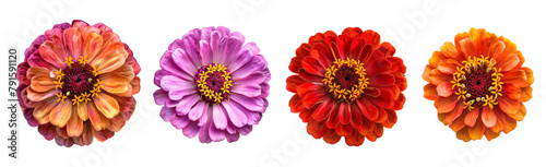 Zinnia flower varieties collection isolated on a transparent cut-out background © graphicbeezstock