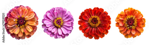 Zinnia flower varieties collection isolated on a transparent cut-out background photo