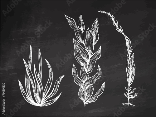 Hand-drawn marine set, seaweed collection. Black and white vector sketch of underwater sea weed, laminaria spirulina seaweed icon on chalkboard background.