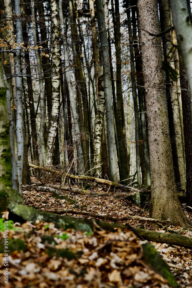 path in the woods path in the woods