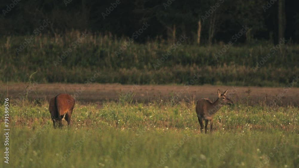 Twilight Grazing: Serene Deer Herd in Meadow Twilight Grazing: Serene Deer Herd in Meadow
