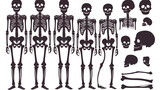 High quality detailed set of bones vector illustrat
