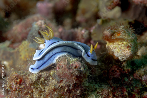 Blue Chromodoris elisabethina exploring a textured coral reef photo