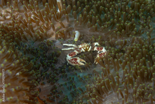 Porcelain Neopetrolisthes maculatus within the embrace of an anemone photo