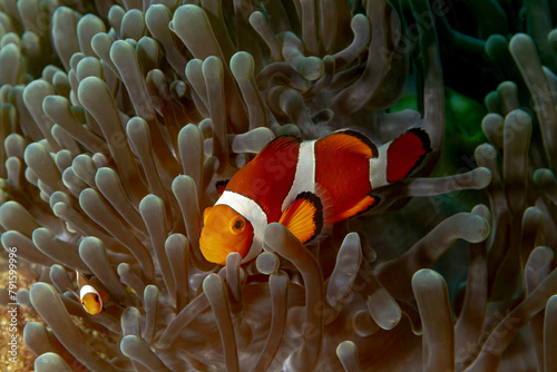 Amphiprion ocellaris in symbiosis with sea anemone photo