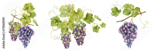 Set of bunches of red grapes with leaves. Isolated watercolor illustrations. Grapevines for the design of labels of wine, grape juice and cosmetics, wedding cards, stationery, greetings cards