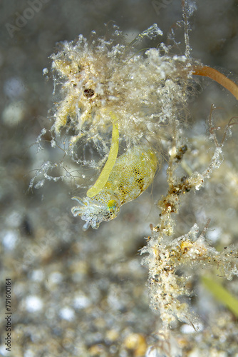 Yellow Idiosepius pygmaeus Camouflaging Among Coral Debris photo