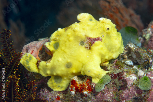 Yellow warty frogfish camouflaged on the ocean floor photo