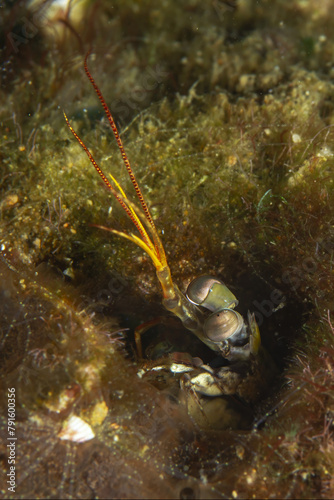 Odontodactylus latirostris Peeking from Coral Reef Burrow photo