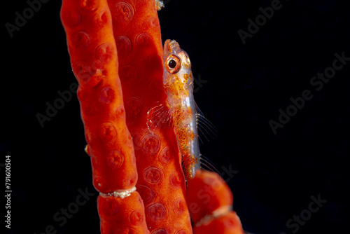 Transparent ghost goby on red coral in dark waters photo