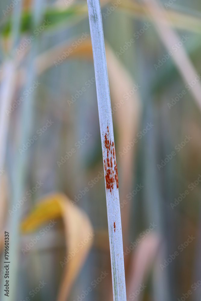 Black stem rust Puccinia graminis infection on a cereal stem. Black stem rust Puccinia graminis infection on a cereal stem.