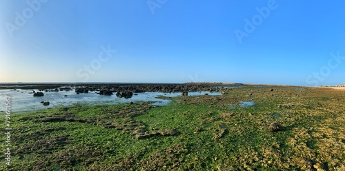 panoramic view of a sea and Green seaweed ulva lactuca algae visible on the beach surface at low tide at sunset