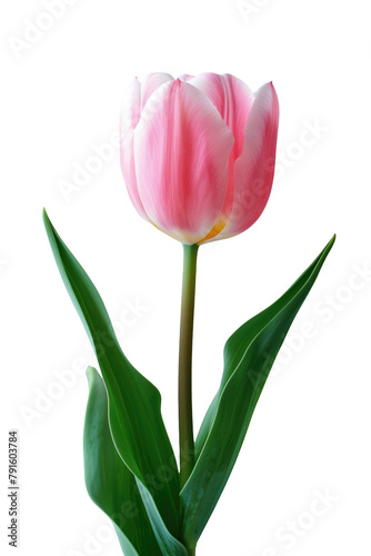 Tulip flower in transparent background