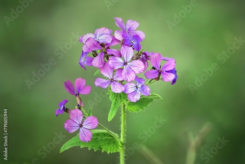 lunaria annua  wildflower in the forest