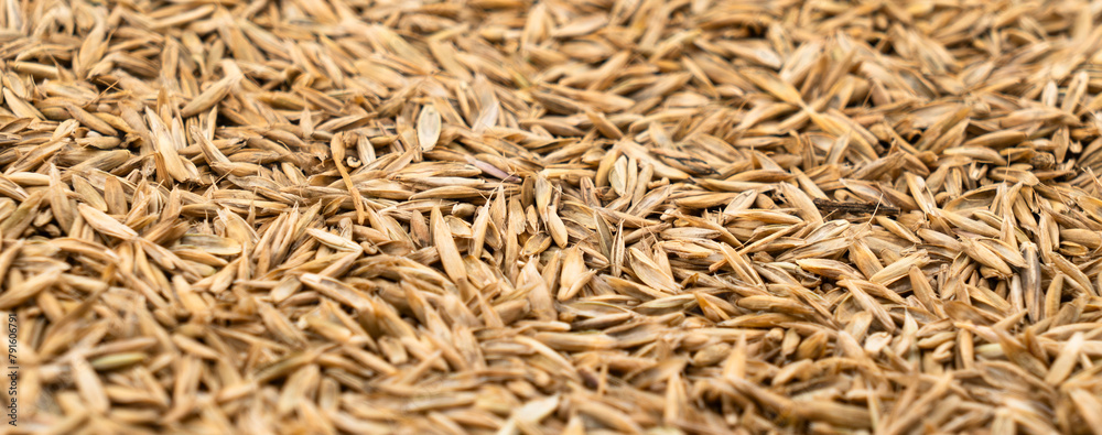 Obraz premium Lawn grass seed background texture top view. Dry lawn grass seeds. Pile of lawn grass seeds.