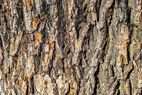 Texture of the bark of an old tree trunk as a background.