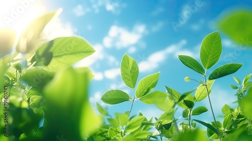 New Life Sprouting, Seedling Growing in Blue Sky Sunlight Background, Close Up of Small Young Plant with Green Leaves on Tree Branch. Earth Day Banners and Nature Background