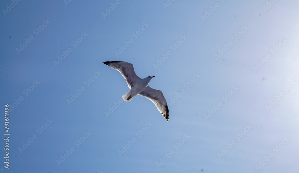 Obraz premium Seagull flying in a clear blue sky.