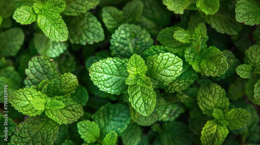 Fresh mint close-up. Generative AI Fresh mint close-up. Generative AI