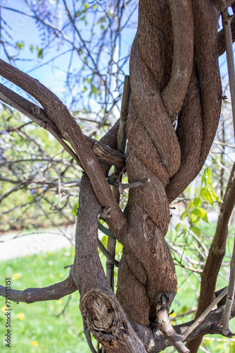 Wisteria tree trunk, against sunny spring colors, soft focus © Dorin