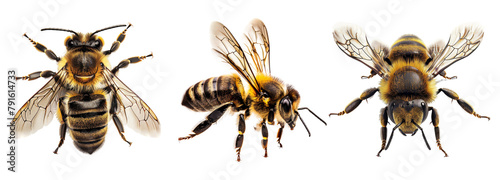 Honey bee isolated on transparent background © AuroraCrafts