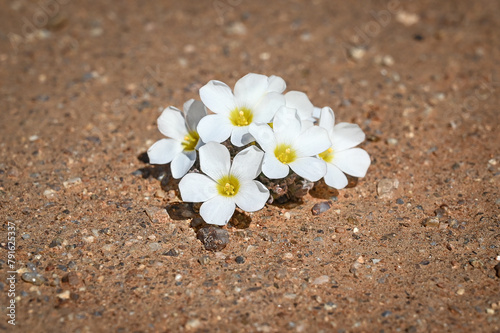 White Canbya candida flowers AKA Pygmy-poppy blooming in grainy sand © Mariana