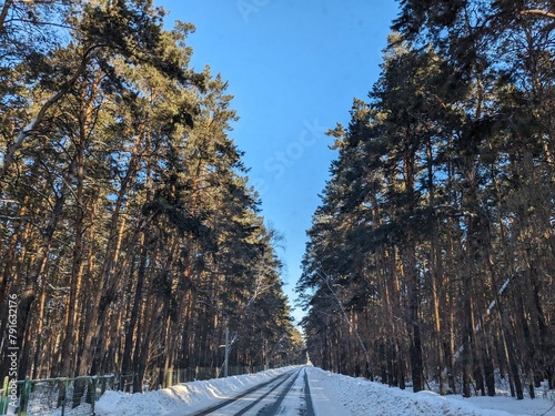 snow covered trees