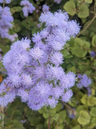 flowers in the park