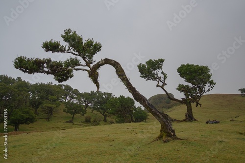Fanal, ancient laurisilva forest, Madeira, Portugal. UNESCO. View of an old laurel tree in laurel tree forest.	
 photo