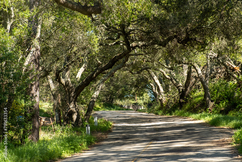 small alley road in the Ynez-valley near Solvang, California, USA with old trees