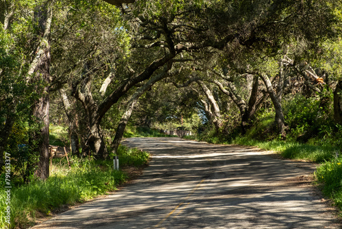 Fototapeta Naklejka Na Ścianę i Meble -  small alley road in the Ynez-valley near Solvang, California, USA with old trees