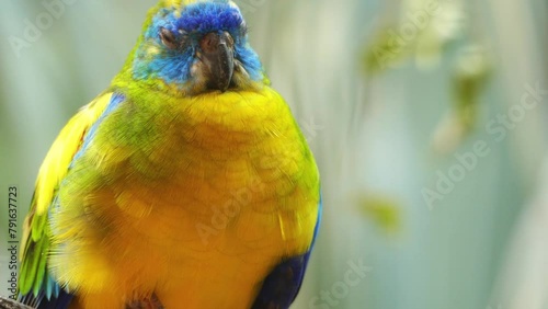 Turquoise parrot (Neophema pulchella) photo