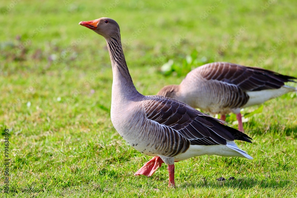 Wild geese in the green grass. Spring time. Wild geese in the green grass. Spring time.